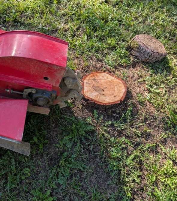 Dessouchage effectué avec une rogneuse professionnelle, retirant proprement une souche fraîchement coupée dans un terrain herbeux après abattage.