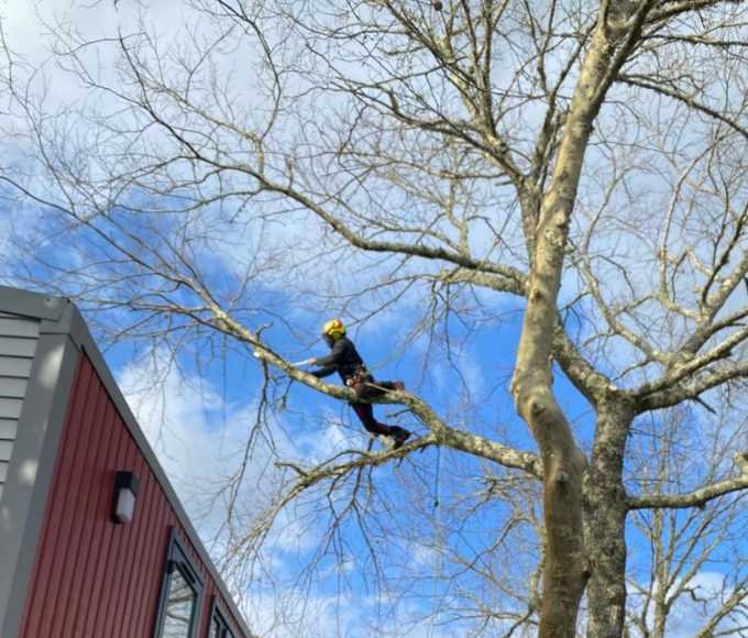 Arboriste professionnel procédant à un élagage préventif pour réduire la propagation d’un incendie dans une zone urbaine