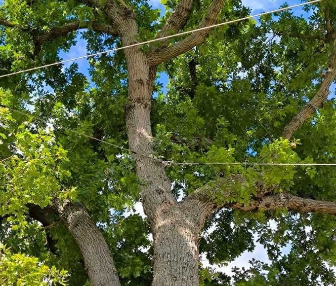 Haubanage d’un grand chêne aux branches charpentières, soutenues par des câbles pour renforcer la stabilité et prévenir les risques de rupture.