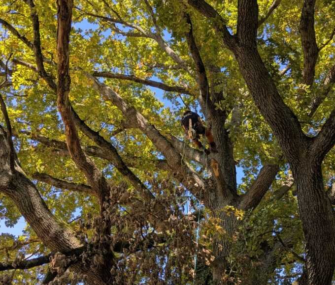 Travaux d’élagage en taille douce réalisés par un arboriste qualifié pour préserver la forme naturelle de l’arbre