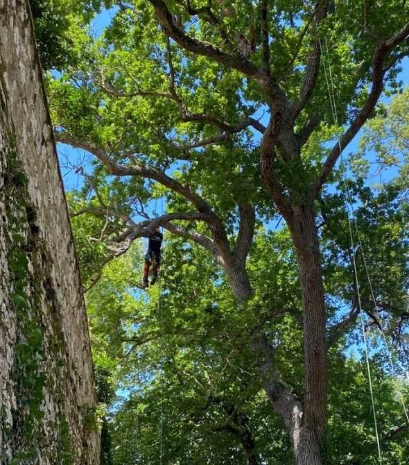 Arboriste-grimpeur en hauteur réalisant un élagage en taille douce sur un grand arbre pour préserver sa forme et sa santé naturelle.