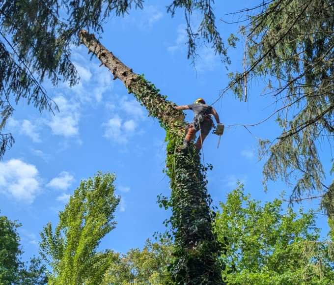 Arboriste en hauteur réalisant l’abattage d’un arbre à la tronçonneuse dans un environnement naturel sécurisé
