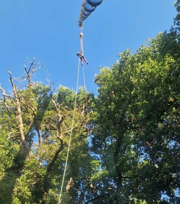 Démontage et abattage d’un arbre à l’aide d’une grue, assurant la descente sécurisée des tronçons en milieu boisé.
